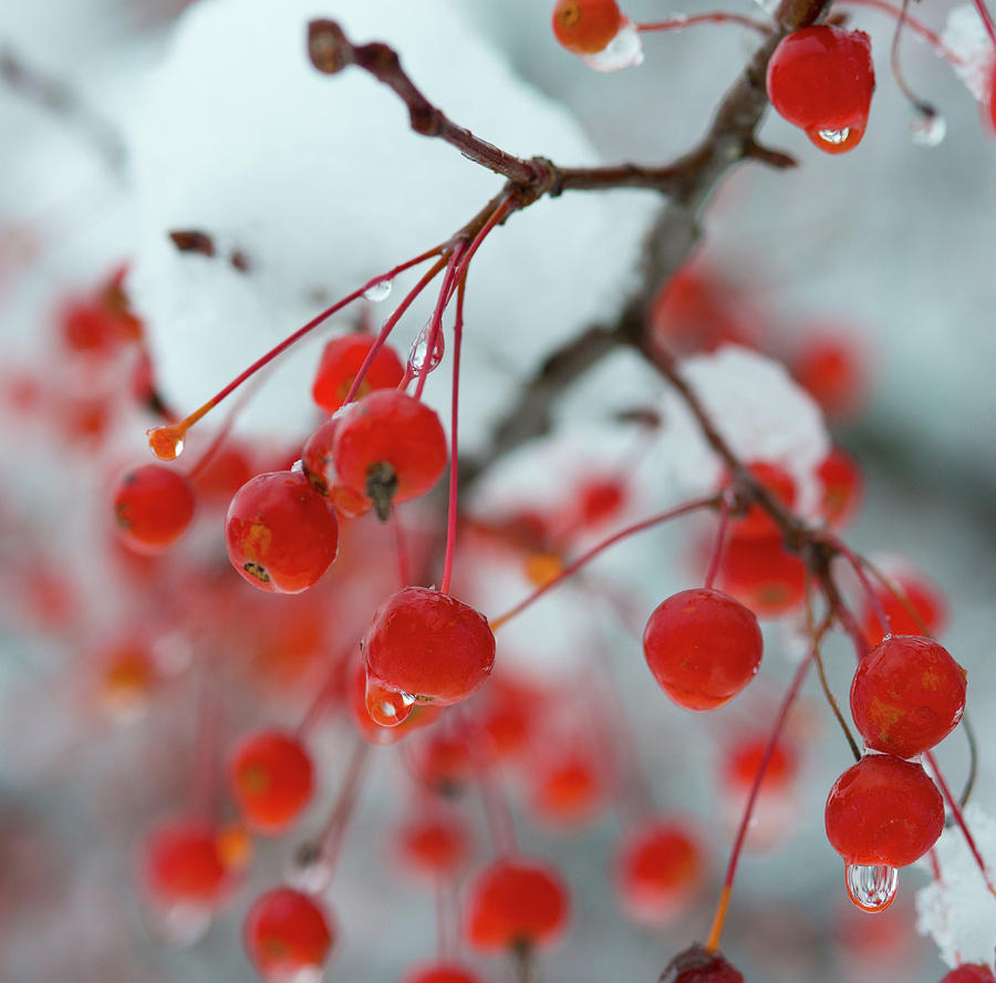 Choke Cherries in the first snow-Kokomo Ind #4 Photograph by William ...