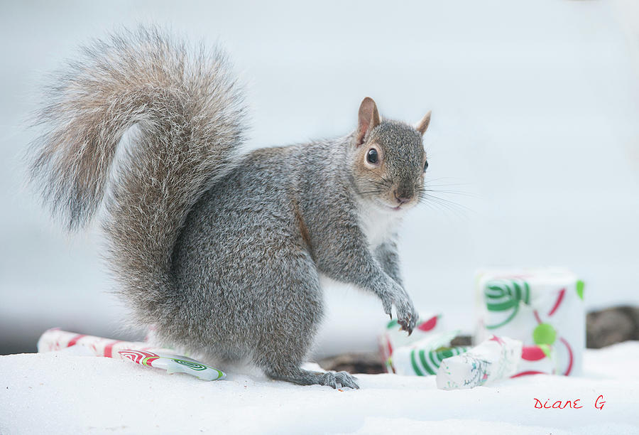 Christmas Squirrel #4 Photograph by Diane Giurco