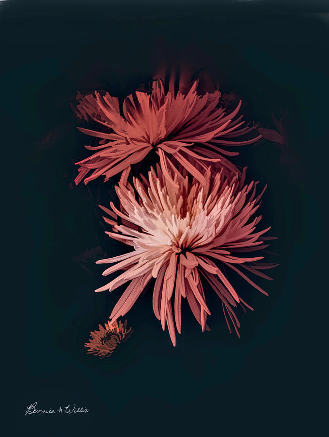 Chrysanthemum #4 Digital Art by Bonnie Willis
