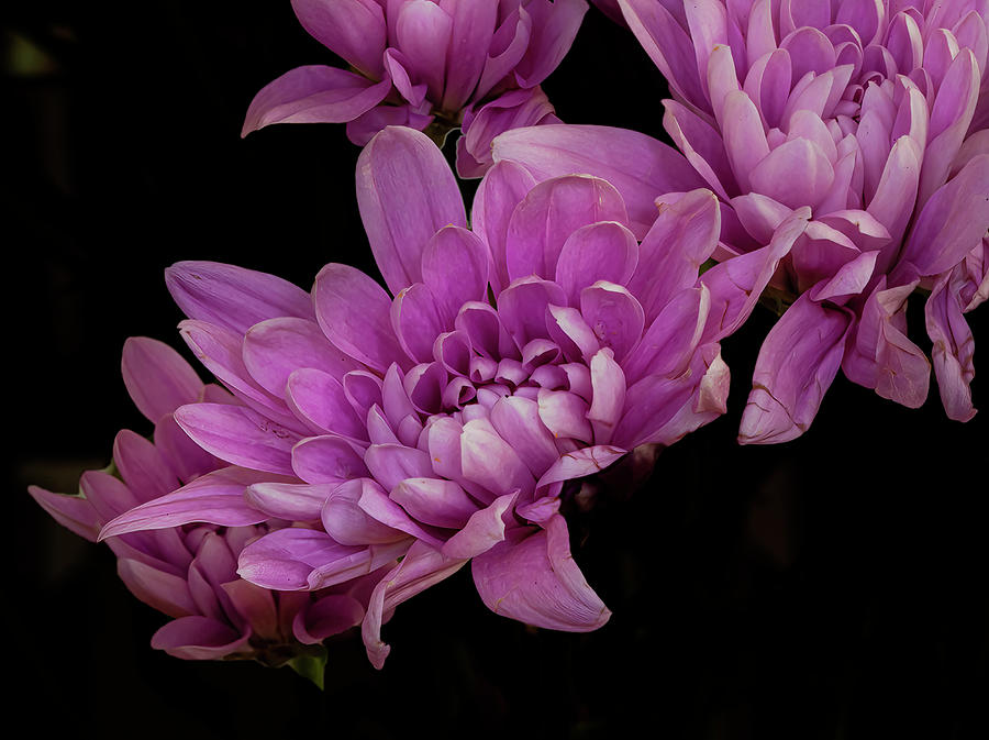 Chrysanthemums Photograph