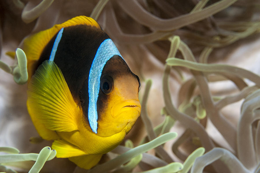 Clarks Anemonefish #4 Photograph by Lea Lee