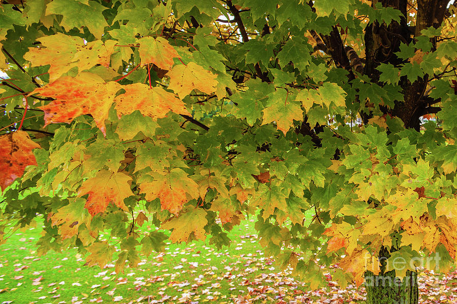 Closeup of a Vermont maple tree during peak foliage season. Photograph