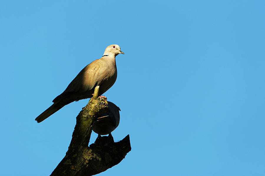 Collared Dove #4 Photograph by Chris Day