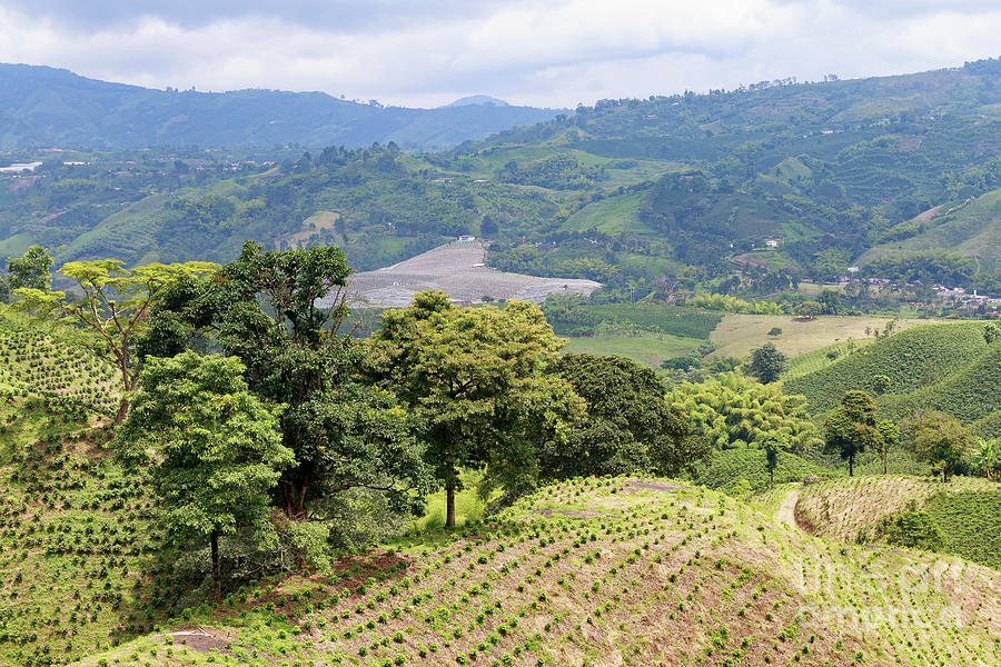 Colombian Coffee Plantation Photograph by Danaan Andrew - Fine Art America