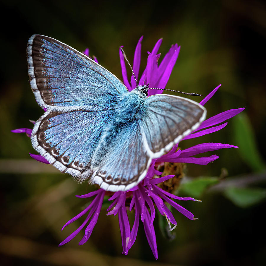 Common Blue Butterfly Photograph by Shirley Mitchell