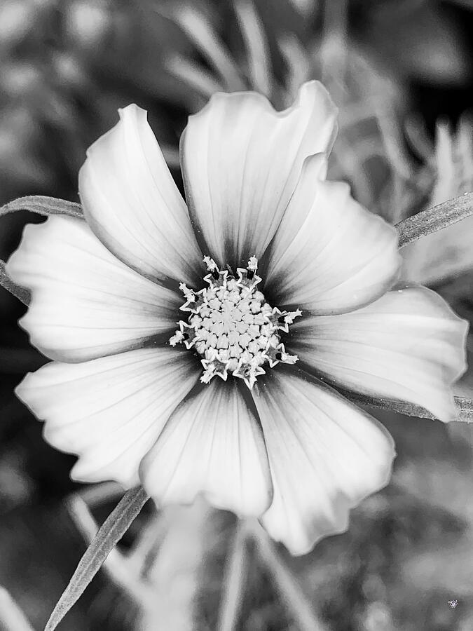 Cosmos #4 Photograph by Happy Ingenuity - Fine Art America