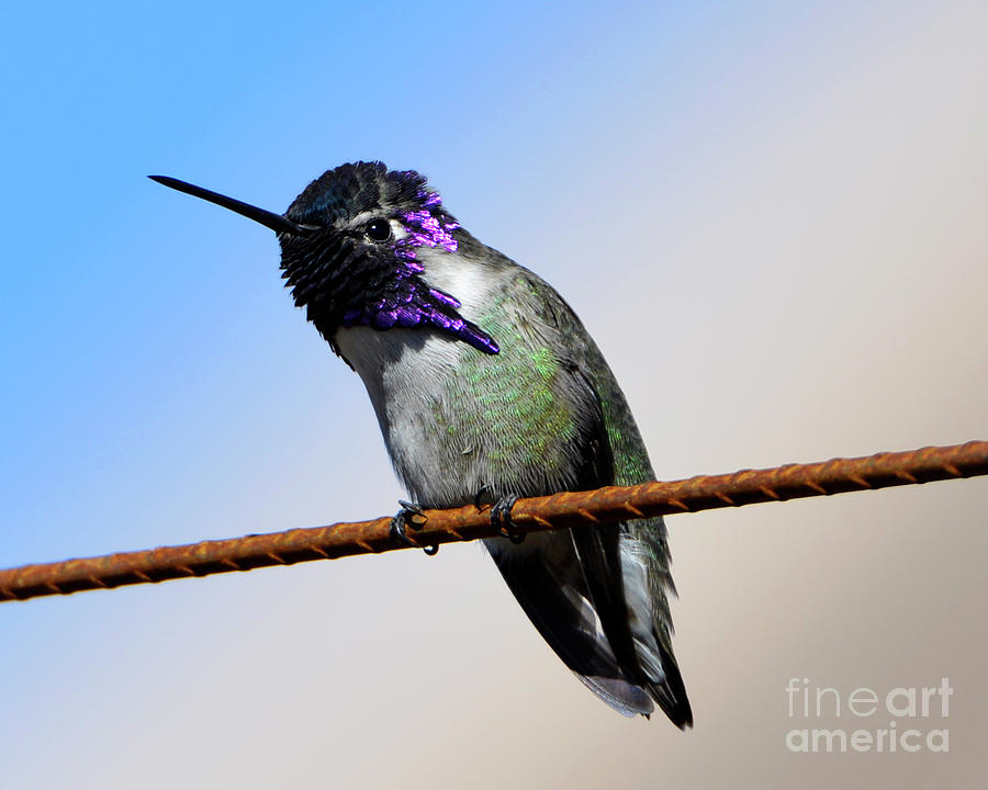 Costas Hummingbird #4 Photograph by Denise Bruchman