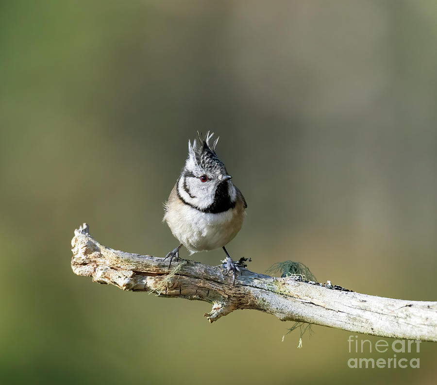 Crested Tit, Parus christatus #4 Photograph by Louise Heusinkveld