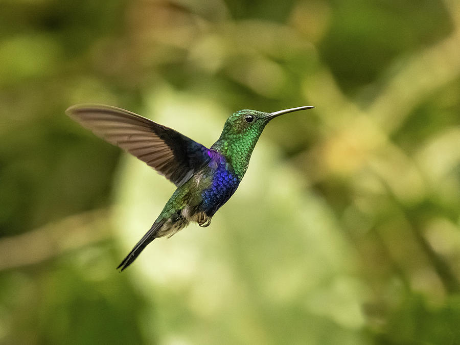 Crowned Woodnymph Hummingbird in Ecuador Photograph by Dee Carpenter ...