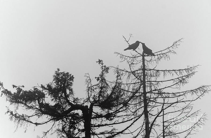 Crows and foggy atmosphere Photograph by Adriana Sulugiuc - Fine Art ...