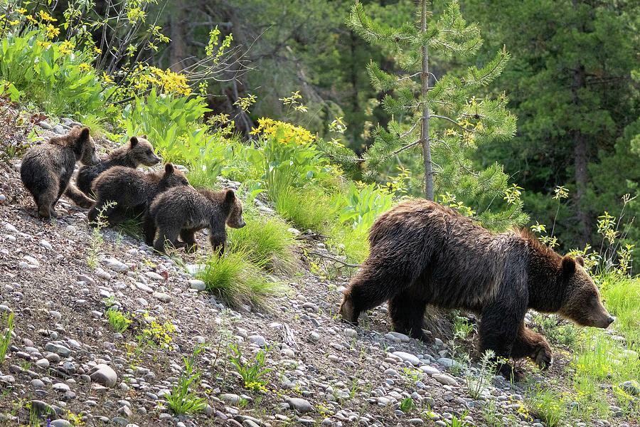 4 Cubs with Mama Grizzly Bear #399 Photograph by Wesley Aston
