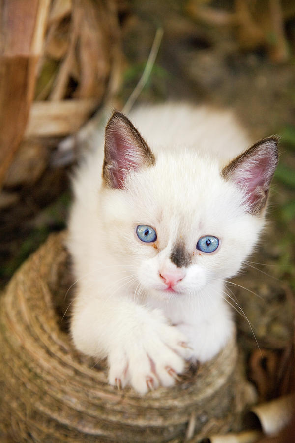 Cute 2 month old white kitten #4 Photograph by Ian Middleton