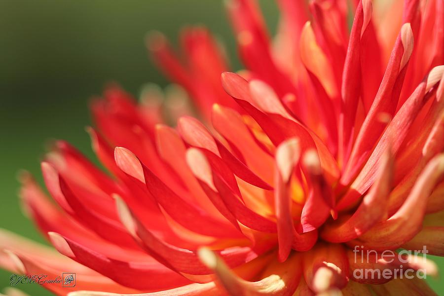 Dahlia named Island Blaze #5 Photograph by J McCombie - Pixels