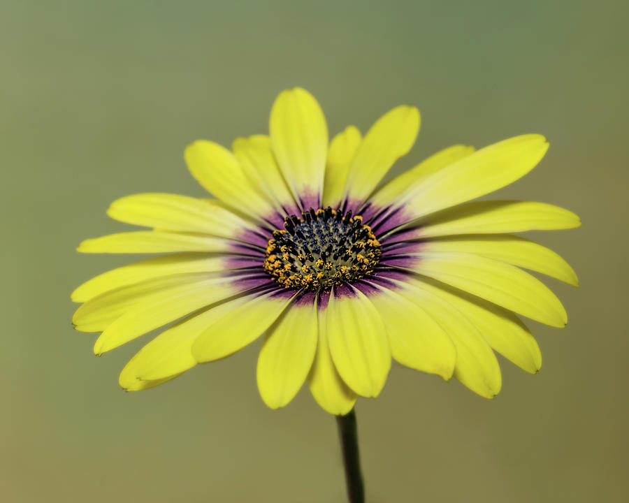 Flower Photograph - Daisy #5 by Ken Mickel