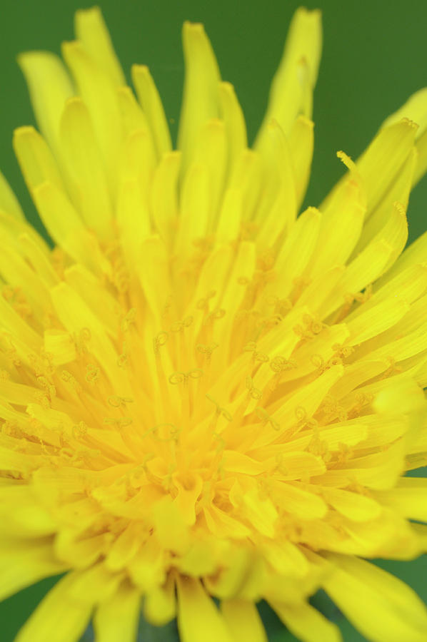 Dandelion, Cowichan Valley, Vancouver Island, British Columbia #4 Photograph by Kevin Oke