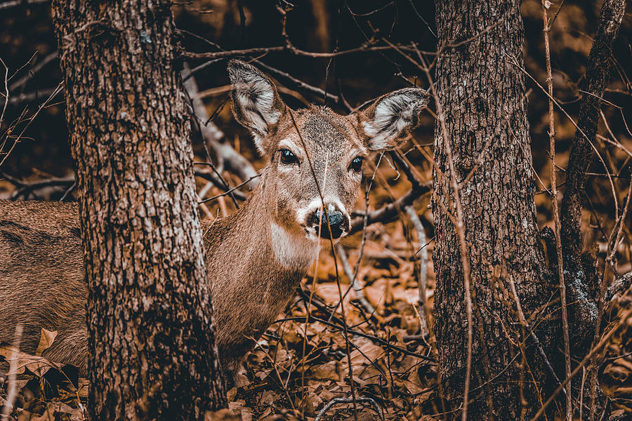 Deer #4 Photograph by Doug Long