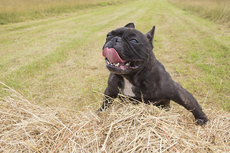 Dog over hay bale with tongue out by the heat #4 Photograph by Fernando Trabanco Fotografía