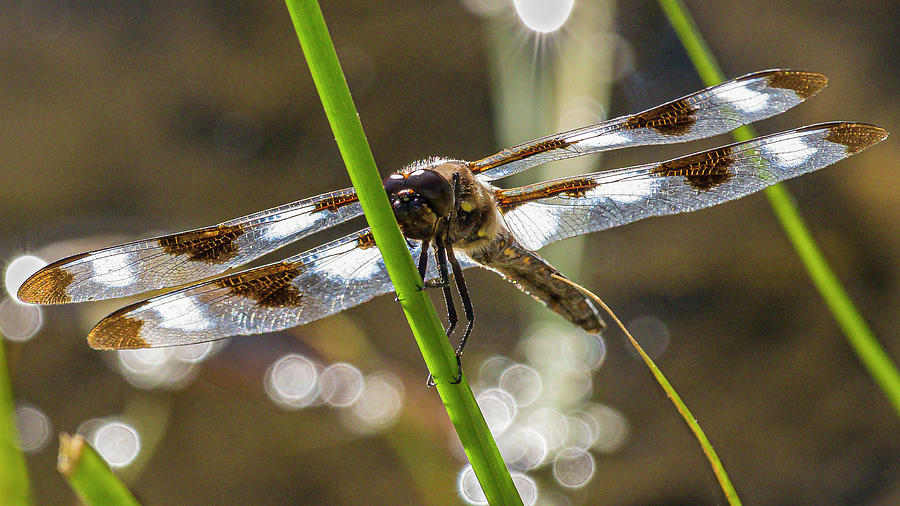 Dragonfly #4 Photograph by Mark Mille