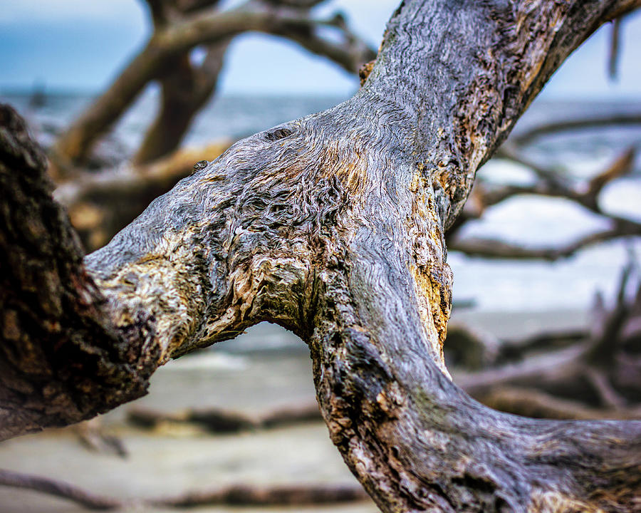 Driftwood Beach #5 Photograph by Randy Bayne