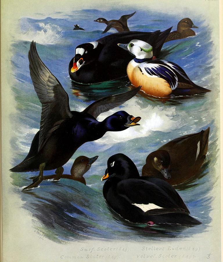 Ducks By Archibald Thorburn #4 Mixed Media by World Art Collective