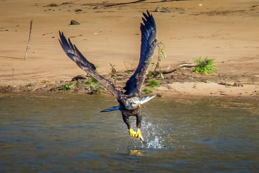 Eagle Fishing #3 Photograph by David Wagenblatt