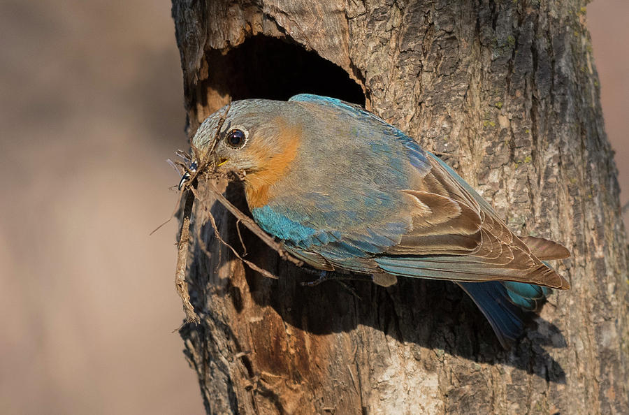 Eastern Bluebird with nesting material Photograph by Puttaswamy Ravishankar