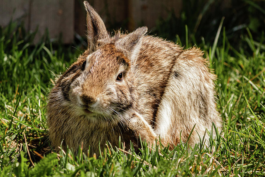 Eastern Cottontail rabbit #4 Photograph by SAURAVphoto Online Store