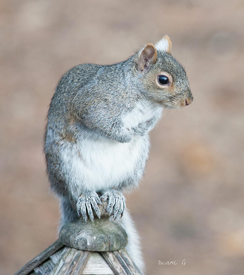 Eastern Grey Squirrel #4 Photograph by Diane Giurco