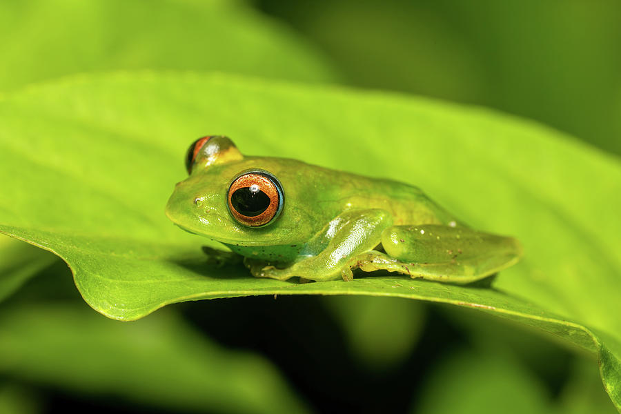 Elena's Treefrog, Boophis elenae, frog in Ranomafana National Park ...