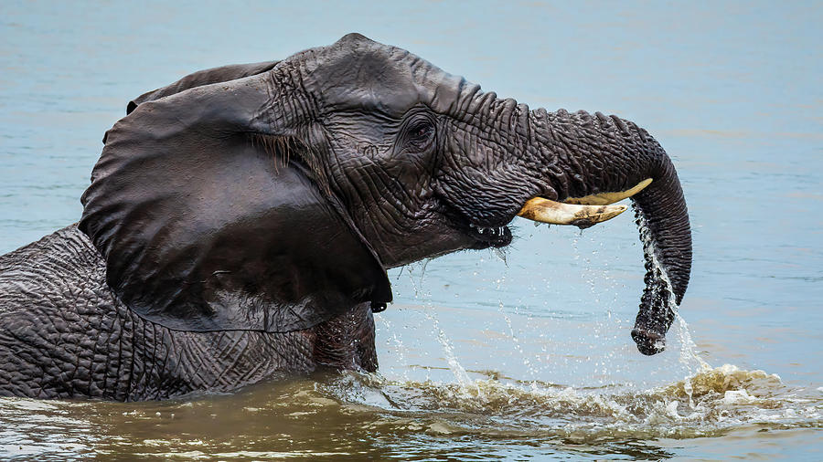 Elephant having a splash #3 Photograph by Keith Carey