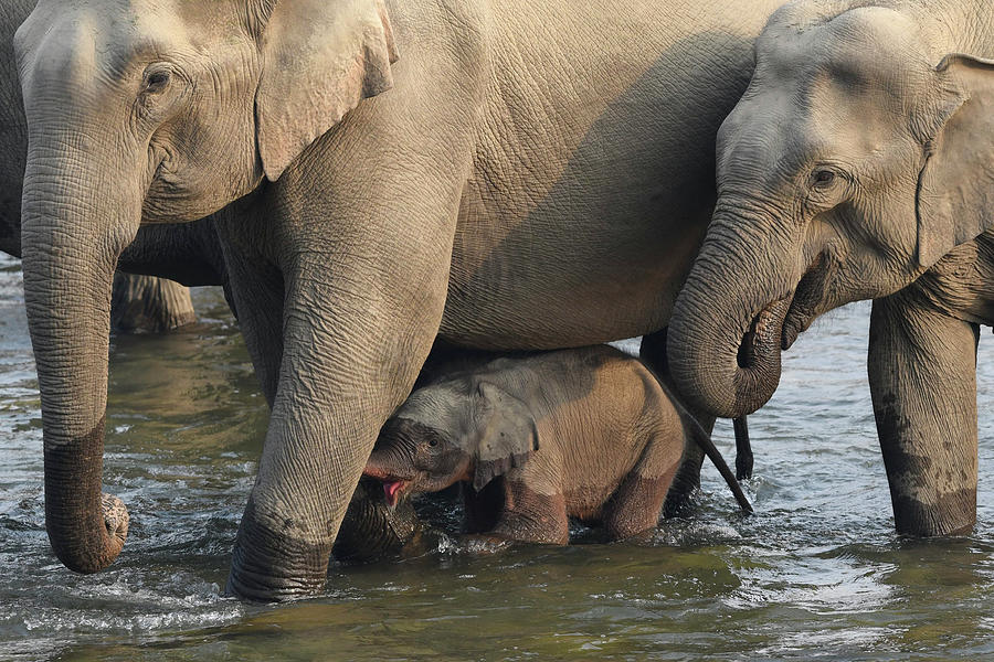 Elephant mother and calf Photograph by Hira Punjabi - Fine Art America