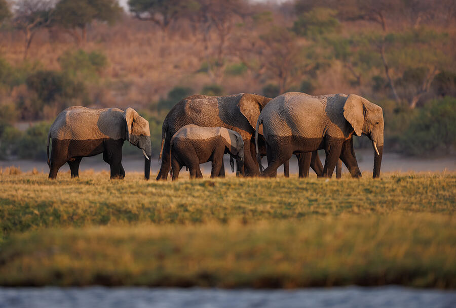 Elephants dusting near Chobe River, Chobe National Park #4 Photograph by Krzysztof Baranowski Elephants dusting near Chobe River, Chobe National Park #4 Photograph by Krzysztof Baranowski