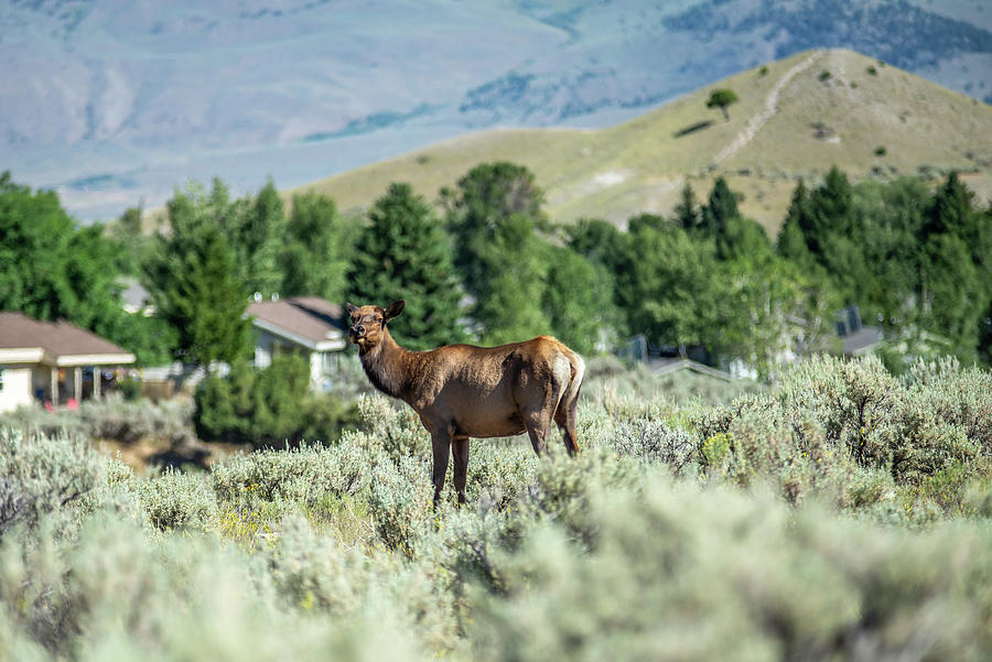 Elk In The Mountains Of Yellowstone  #4 Photograph by Alex Grichenko