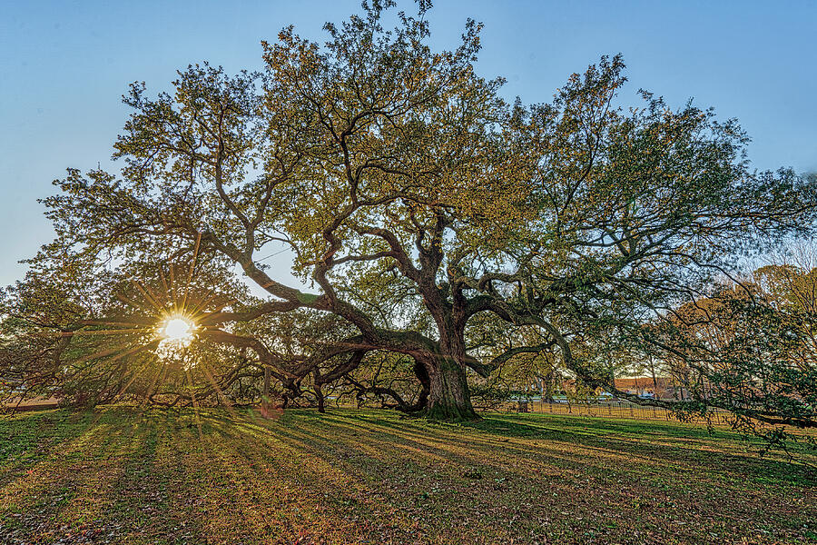 Emancipation Oak Tree #5 Photograph by Jerry Gammon