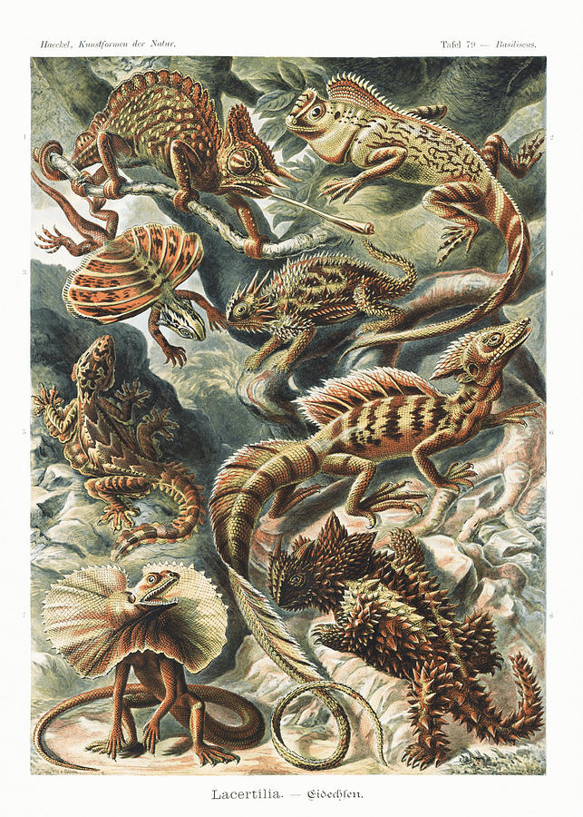 Ernst Haeckel Illustrations #4 Mixed Media by World Art Collective