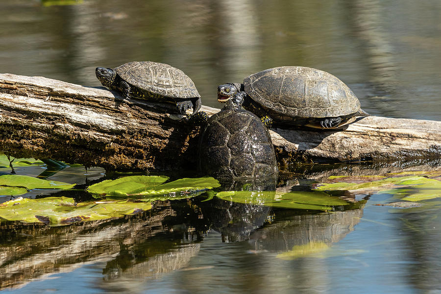 European pond turtles sunbathing on a piece of wood in a pond ...