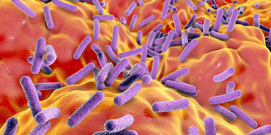 Faecalibacterium prausnitzii bacteria, illustration #4 Drawing by Kateryna Kon/science Photo Library