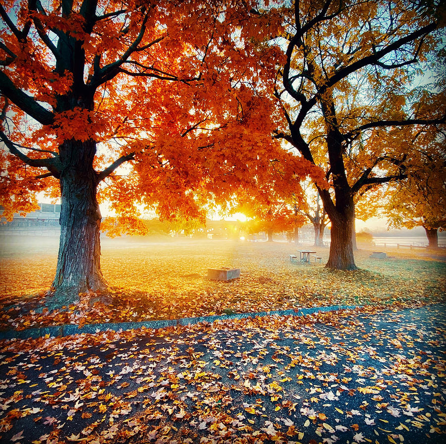Fall #4 Photograph by John Gisis