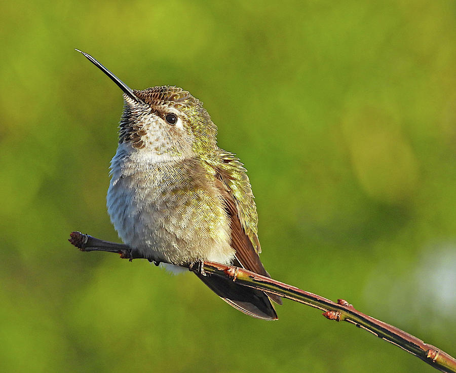 Female Anna's Hummingbird Photograph by Lindy Pollard | Fine Art America