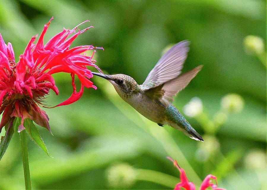 Female Hummingbird Photograph by Jo-Ann Matthews | Fine Art America