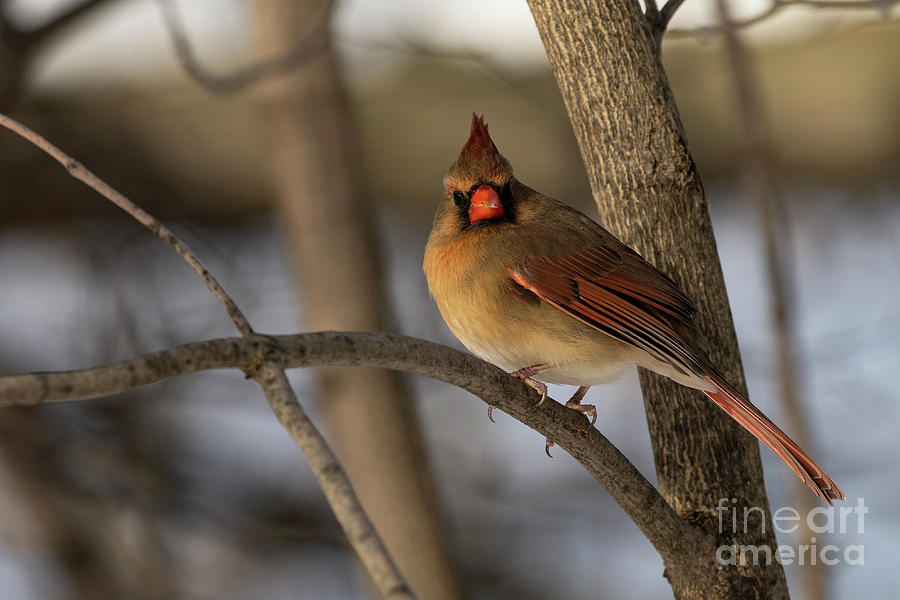 Female Northern Cardinal #4 Photograph by JT Lewis