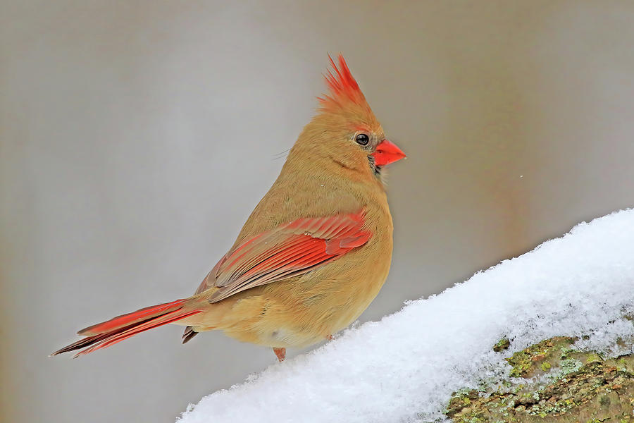 Female Northern Cardinal #4 Photograph by Shixing Wen