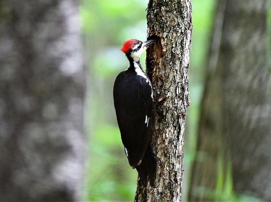 Female Pileated Woodpecker Photograph by Jo-Ann Matthews | Fine Art America