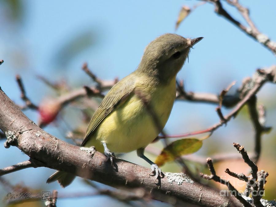 Female Tennessee Warbler Photograph by J McCombie