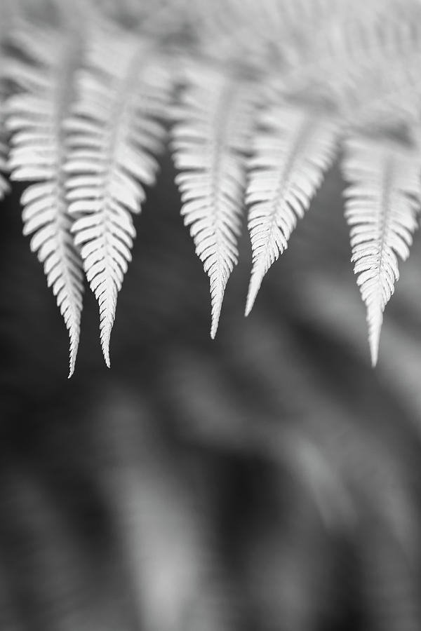 Ferns #4 Photograph by Alan Copson