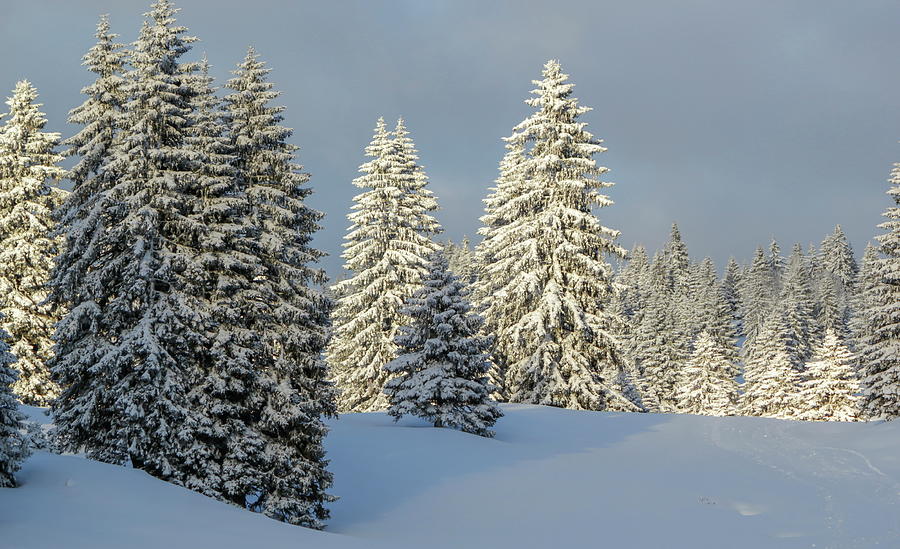 Fir trees forest in the Jura mountain by winter, Switzerland #4 Photograph by Elenarts - Elena Duvernay photo