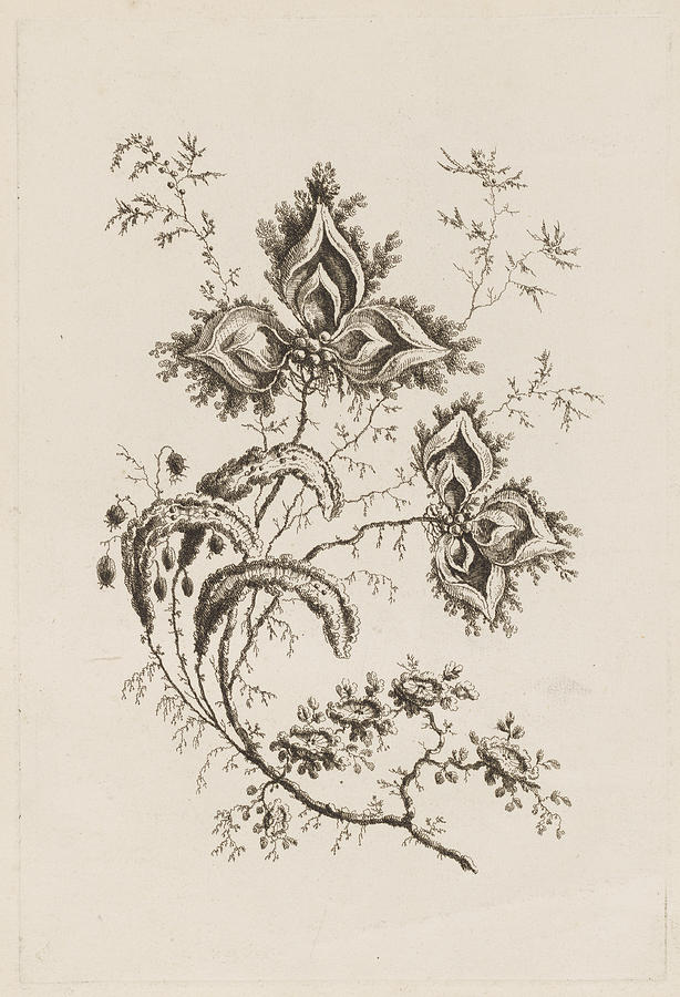 Flower Branch Drawing by Jean-Baptiste Pillement - Fine Art America