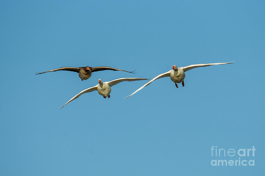 Flying Graylag Goose Anser anser Costa Ballena Cadiz #4 Photograph by Pablo Avanzini