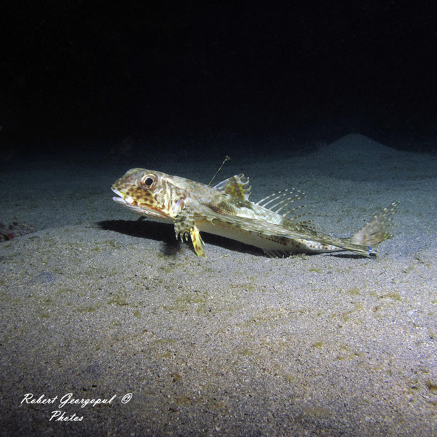 Flying Gurnard Photograph by Robert Georgopul - Fine Art America