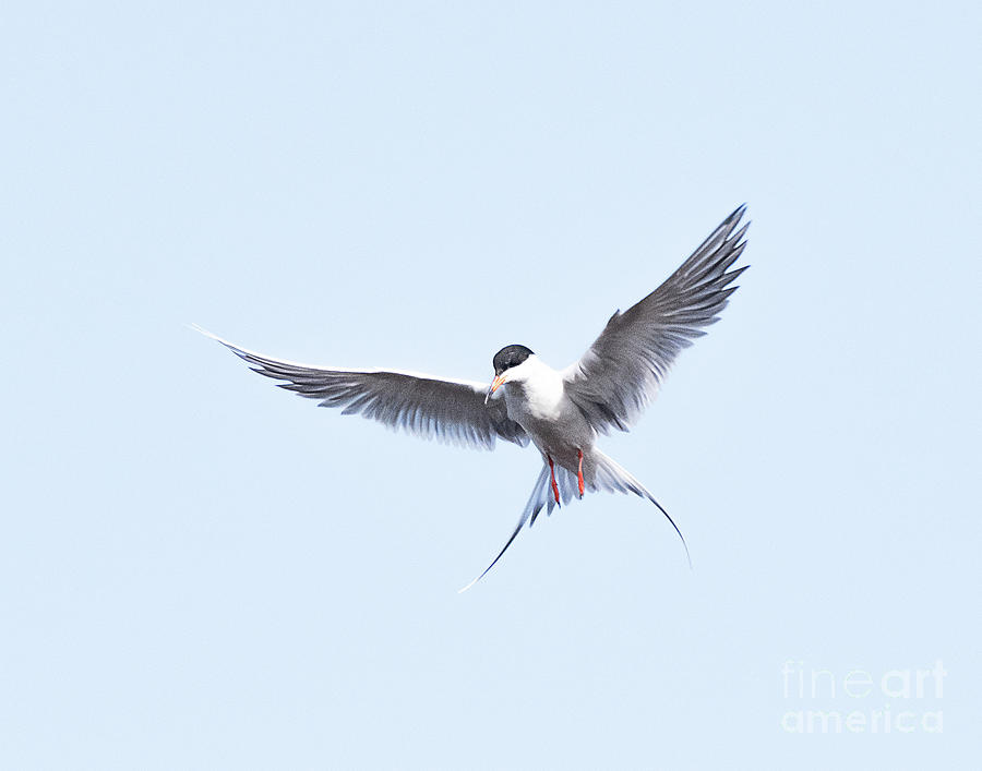 Forsters Tern  #5 Photograph by Dennis Hammer